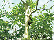 POLA（ポーラ）グローイングショットに配合「パウダルコ樹皮エキス」のイメージ画像
